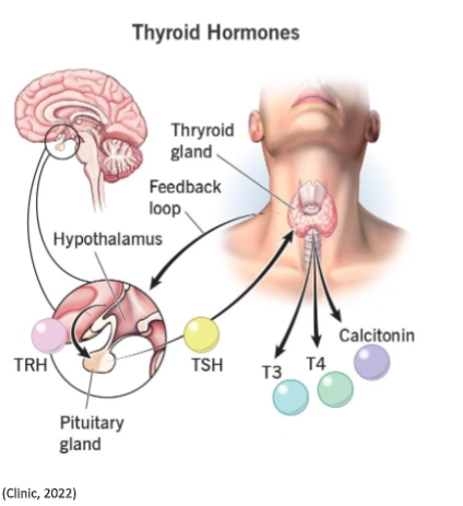 The connection between thyroid health and eye conditions